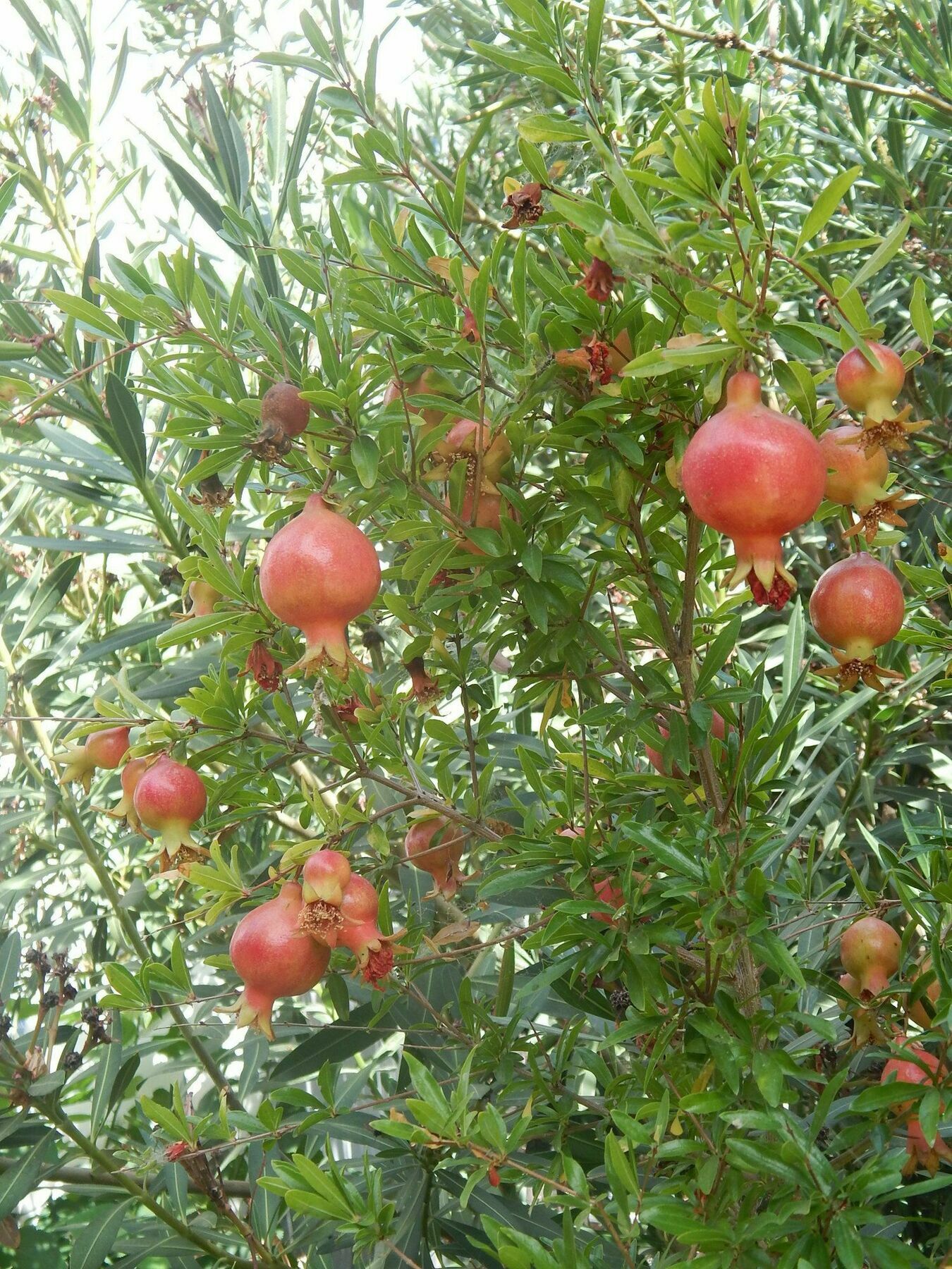 الشقق الفندقية Anaxos Gardens المظهر الخارجي الصورة